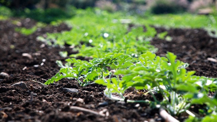 Tarımın Geleceği; Toplum Destekli Tarım Modeli