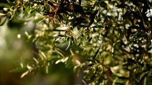 5 Characteristics of the Olive Tree